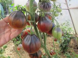 Помидоры Синяя Груша - Blue Pear