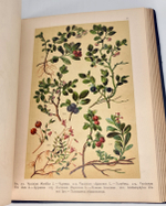 "Ботанический атлас по системе де-Кандоля". К.Гофман. 1899 г. - редкая книга