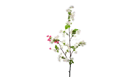 Ветка цветущей груши - Бело-розовый