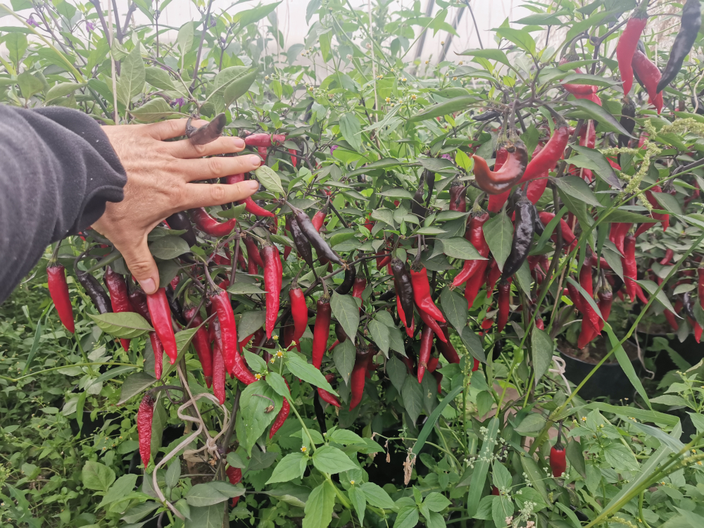 Сладкий Фиолетовый Японский Чили Перец Мурасаки Тогараши Ямато - 紫とうがらし