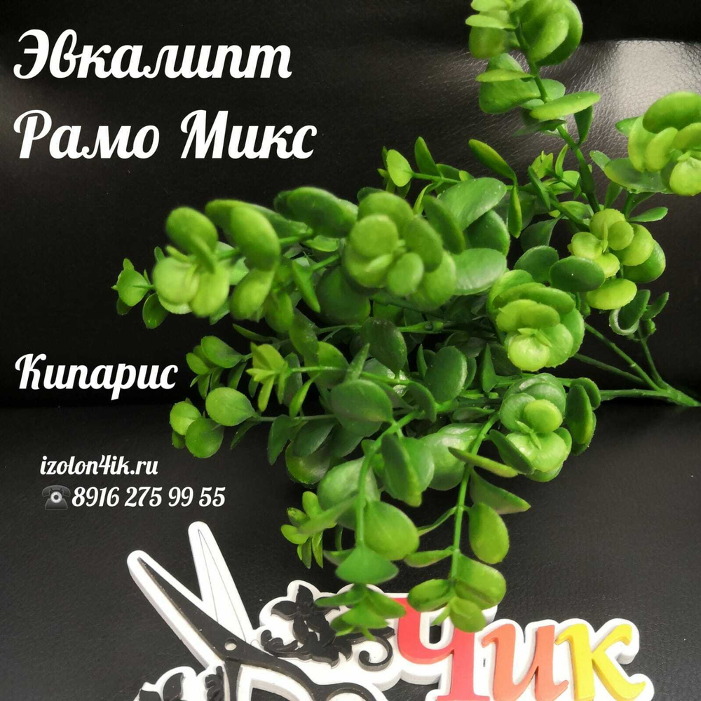 ЭВКАЛИПТ РАМО (Кипарис) Э-5