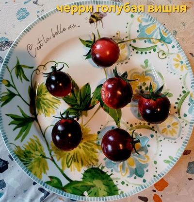 ЧЕРРИ ГОЛУБАЯ ВИШНЯ ( черничная вишня).