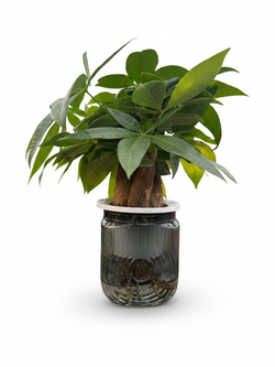 Пахира Little Forest Space Cup Three-Branch д.11 черный