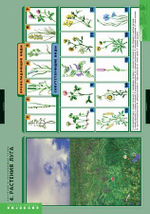 Комплект таблиц "Растения и окружающая среда" (7 табл.)