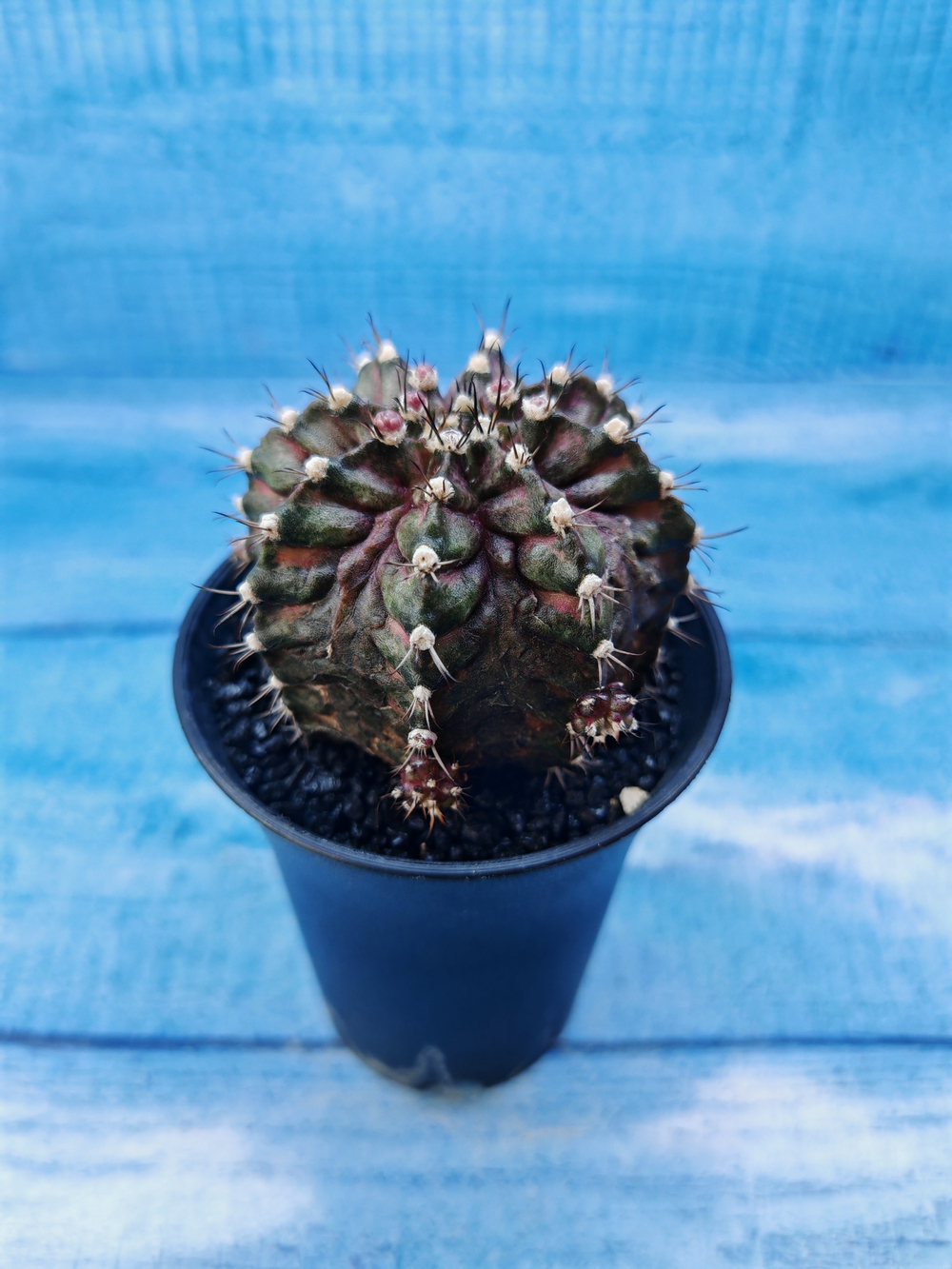 Gymnocalycium T-Rex Pink hybride (Гимнокалициум T-rex)