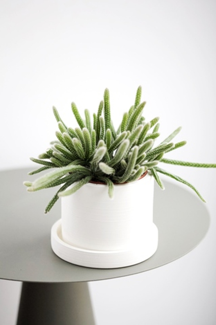 Рипсалис диаметром 8 см