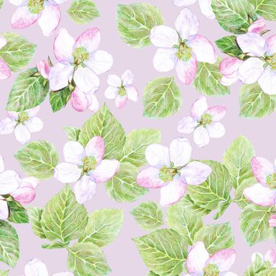 Цветы яблонь