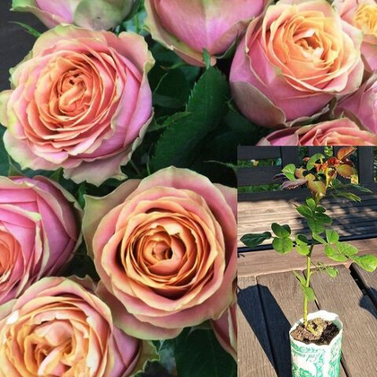 Роза Вайлд Лук чайно-гибридная, саженец с ЗКС.