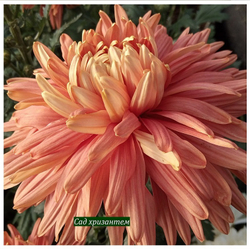 Хризантема одноголовая Золотое руно ☘ о.42 (доставка весна 2026г)