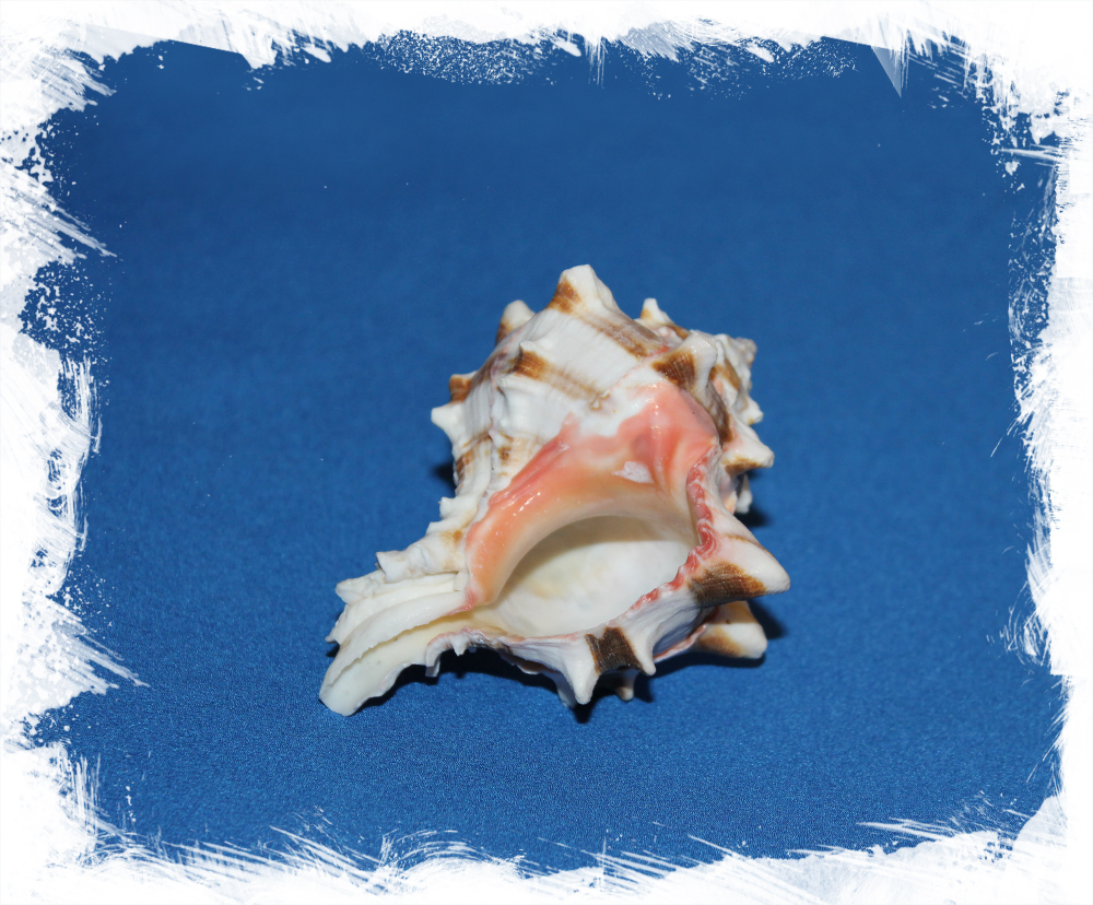 Мурекс Брассика 9 - 10 см