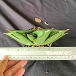 Сансевиерия OPERA HOUSE