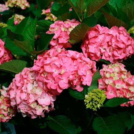 Silky Pink/Силки Пинк (Стандарт поставки Р9)2025г.