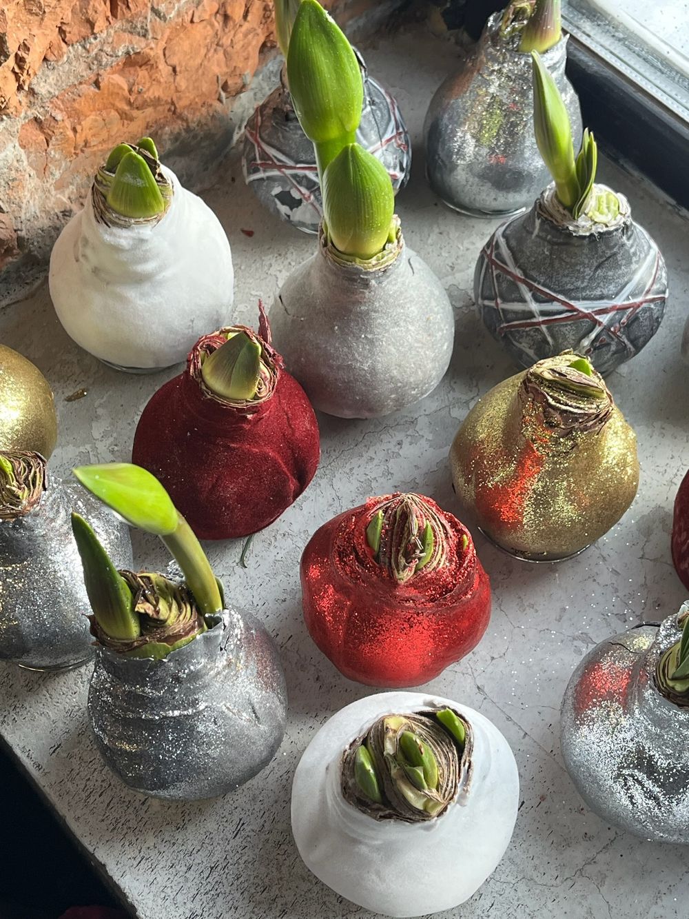 Амариллис луковица - цвет серебро