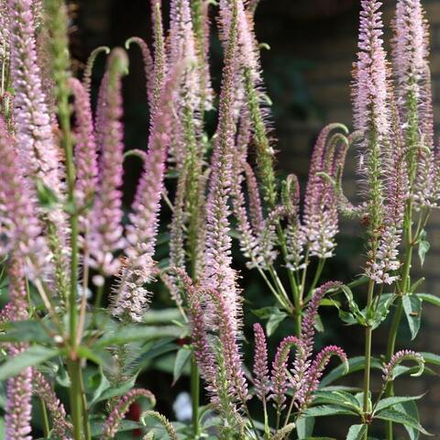 Вероникаструм виргинский "Erica". Veronicastrum virginicum "Erica".