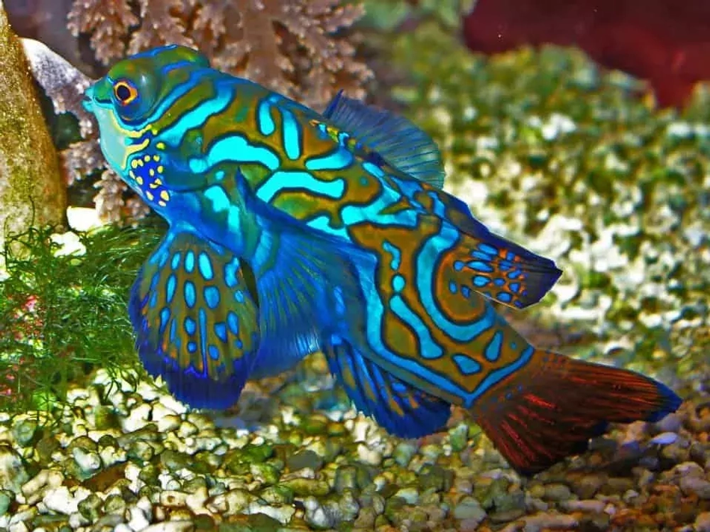 Synchiropus splendidus (Мандаринка)