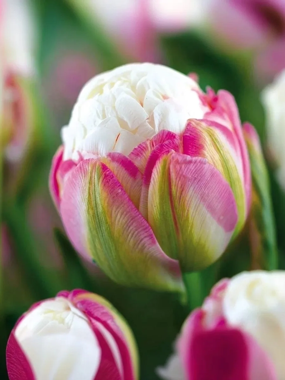 Тюльпан Пионовидный Айс Крим