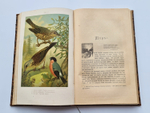 "Из царства пернатых.  Популярные очерки из мира русских птиц". Д.Н.Кайгородов. 1892г. - антикварная книга
