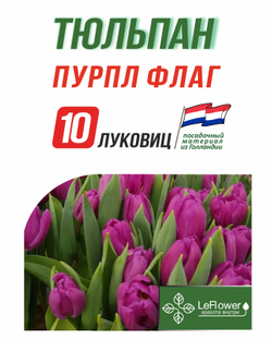 Тюльпан Луковица, Пурпл Флаг, 10шт