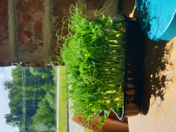 Свежая микрозелень гороха / 4 бокса / суперфуд