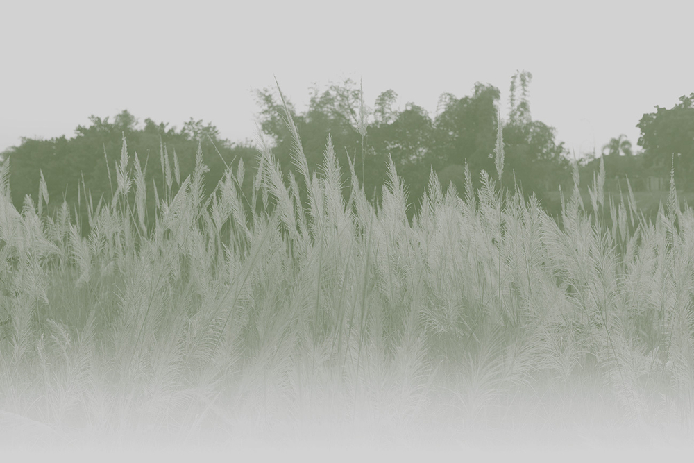 Коллекция GREENDAY