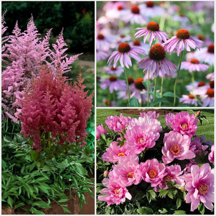 Многолетники