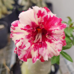 Адениум обесум 322