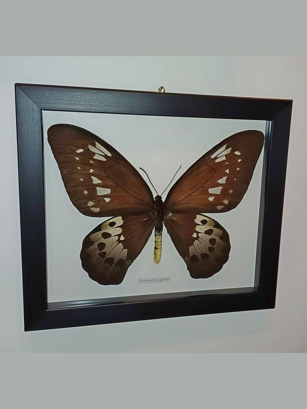 Бабочка Ornithoptera goliath procus самка в рамке