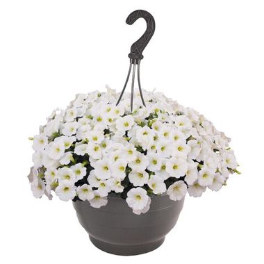 32287 Петуния SWEETUNIA WHITE (Весна 24)