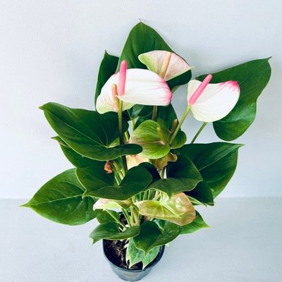 Антуриум "Принцесса Элеганс"