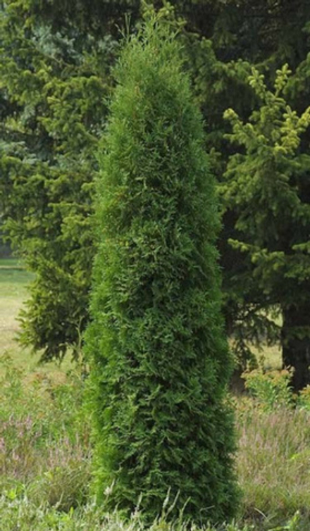 Туя западная Колумна (Thuja occidentalis Columna) р9 август 2026 г