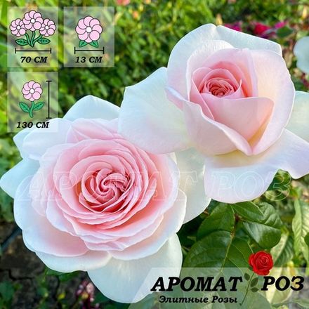 Принс Жардинье (Prince Jardinier) (Александр Пушкин)