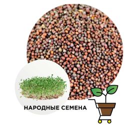 Капуста Брокколи