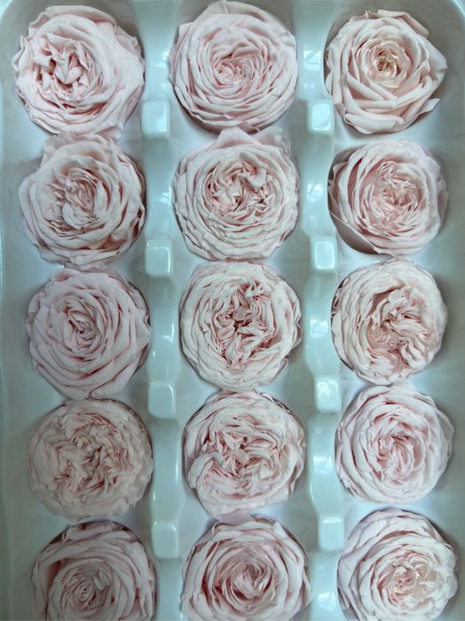 Роза пионовидная розовая d=2-3 см (упак 21 шт)
