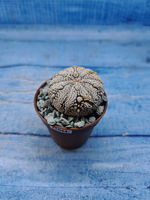 Astrophytum Asterias "Super Kabuto" (Астрофитум)