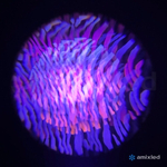 Световой прибор Amixled Titan X 480W