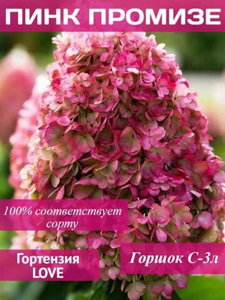 Пинк Промис гортензия метельчатая