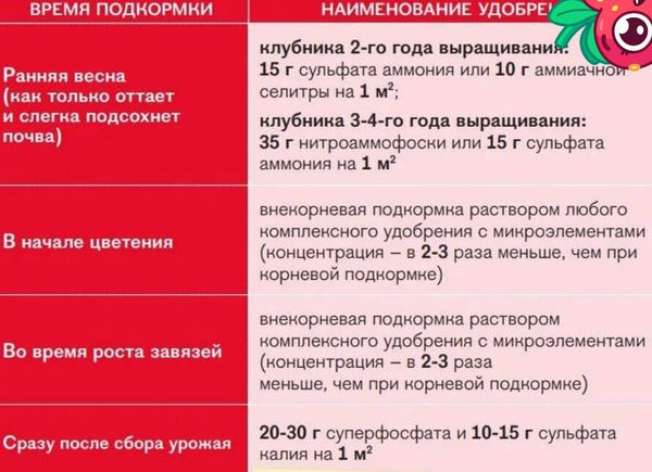 Чем подкормить клубнику весной для рекордного плодоношения