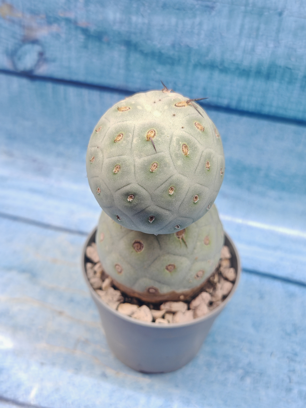 Tephrocactus Geometricus (Тефрокактус)