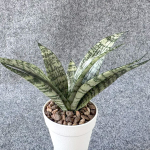 Сансевиерия EVEREST
