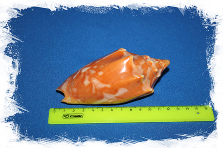 Волюта аулика (Cymbiola aulica)