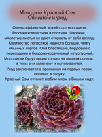 Молодило Красный Сэм каменная роза