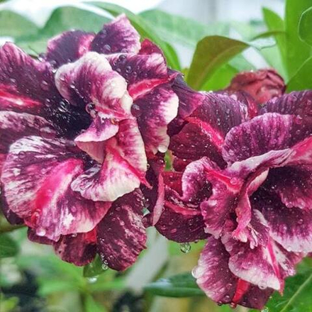 Адениум обесум 116 Hoà Khánh