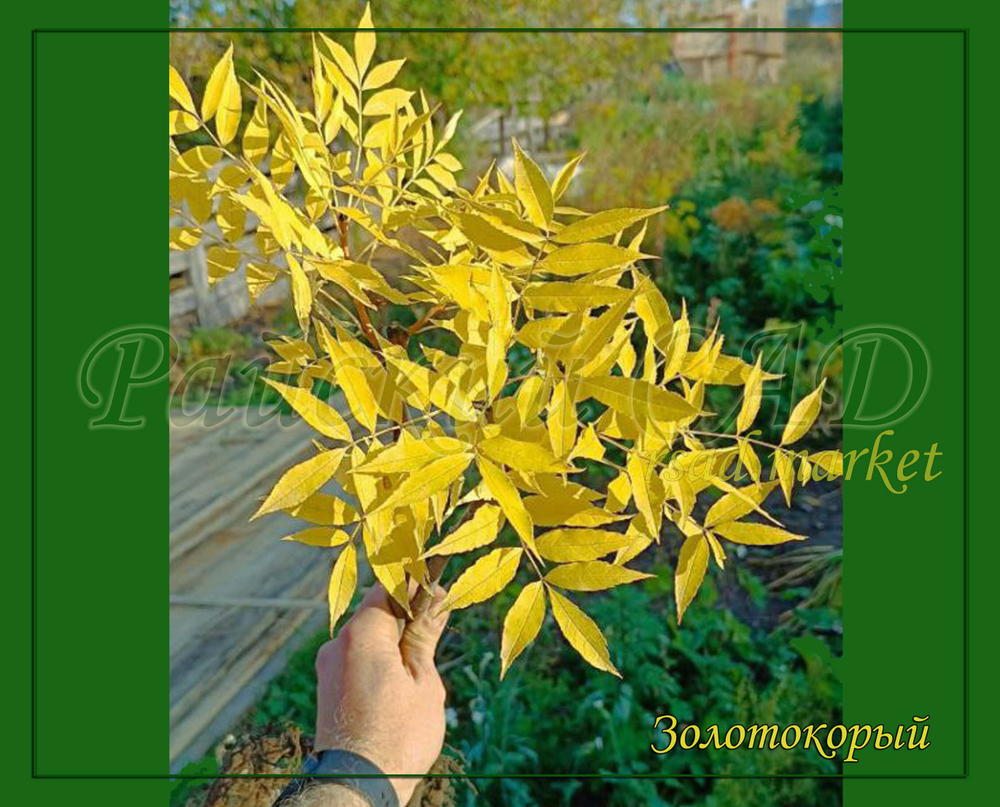 Ясень золотокорый