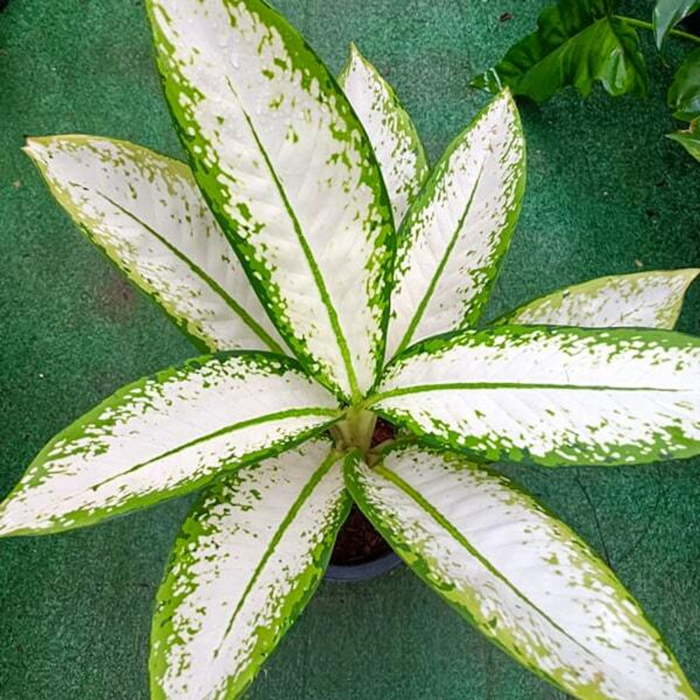 Диффенбахия NOK YUNG KHAO/DELILAH