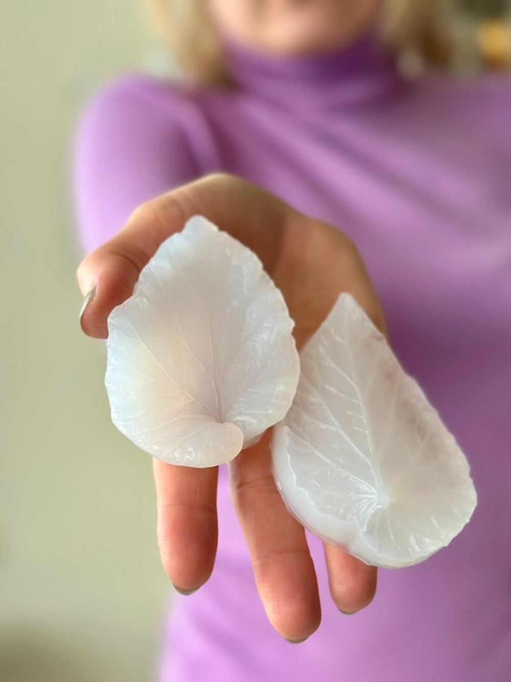 Вайнер лист Бегонии