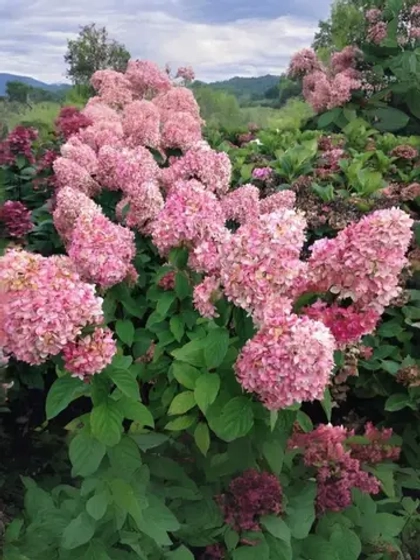 Гортензия метельчатая Мэджикал Кэндл