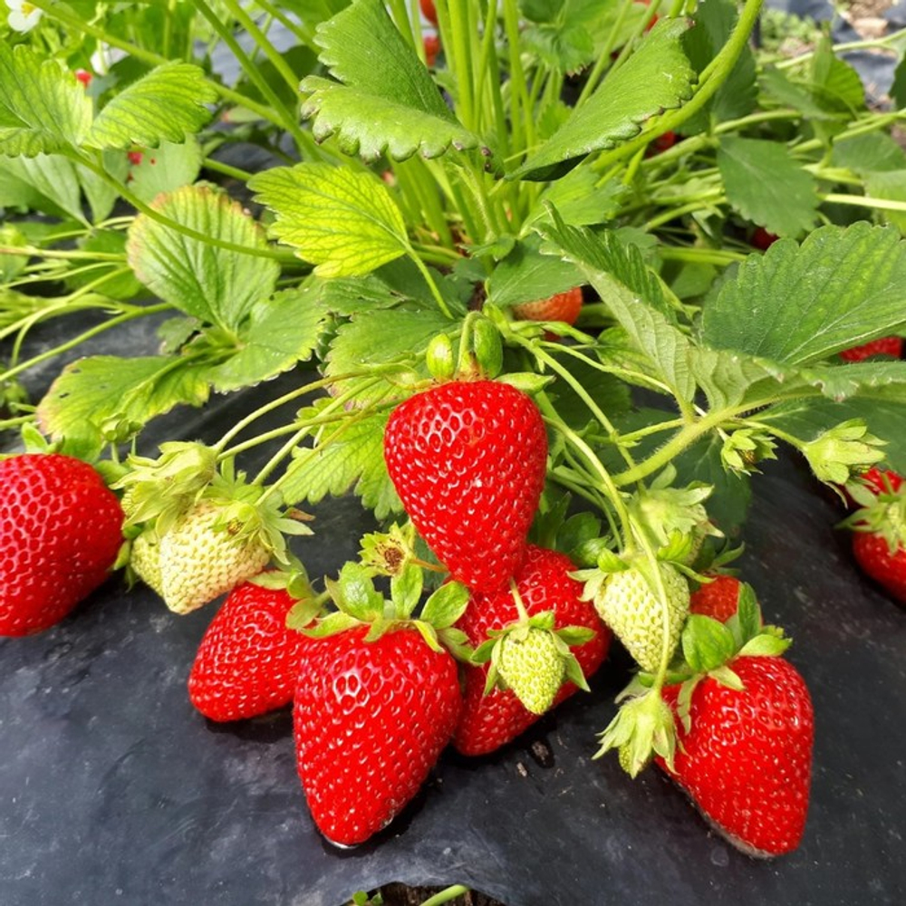 Земляника садовая Сан Андреас Р9 Закупка М65 май-июнь 2026