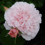 Роза плетистая Rose de Tolbiac