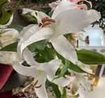 Лилия белая с бутоном