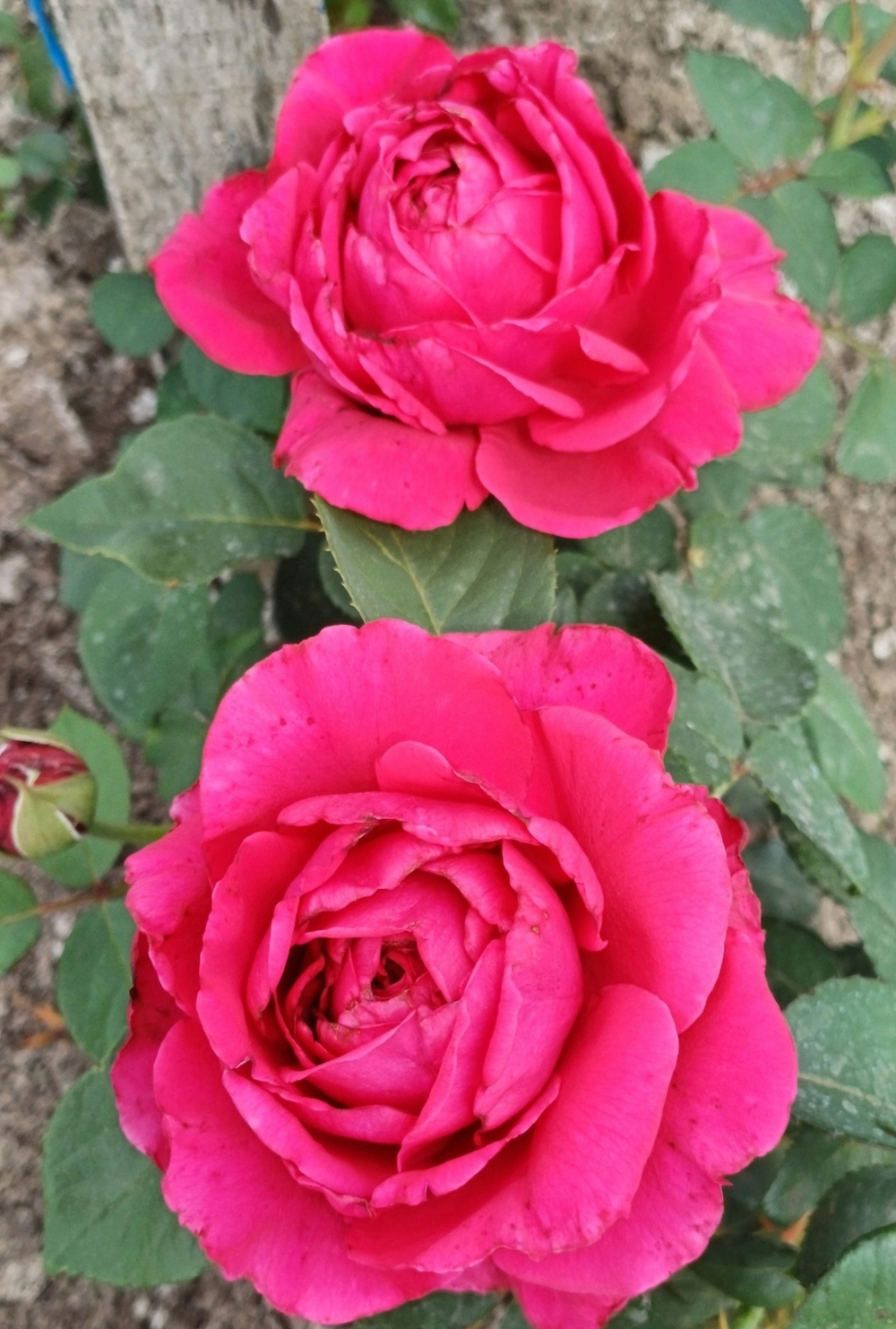 РОЗА СЕТЫРНХ ВЕТРОВ (Rose des 4 Vents )